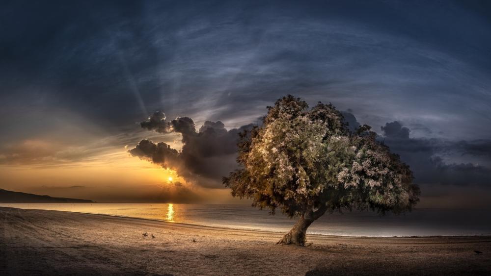 Solitary Tree at Sunset wallpaper