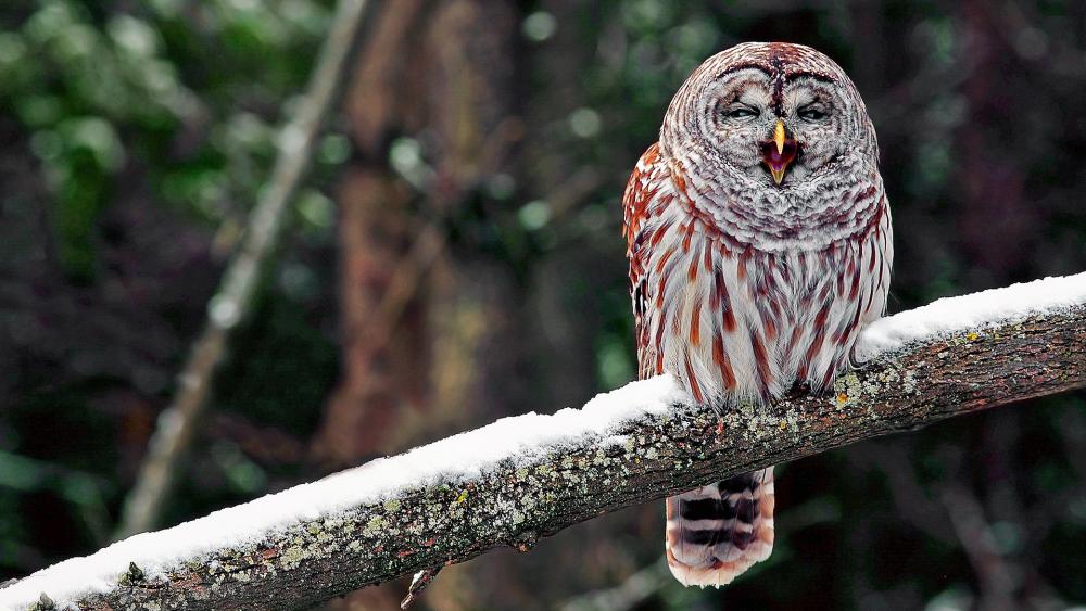 Snowy Owl Perched in Winter Woods wallpaper