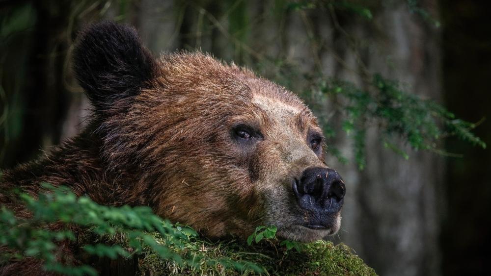 Majestic Brown Bear Portrait wallpaper