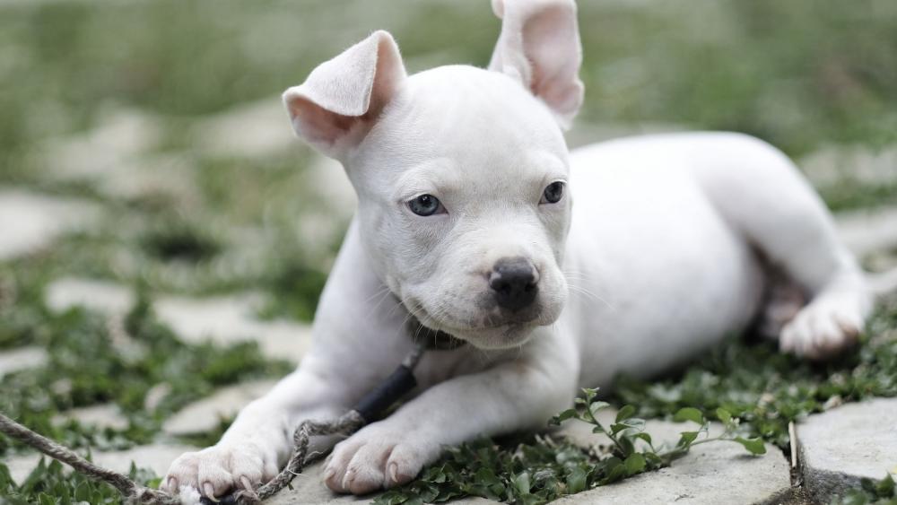 Adorable White Puppy Resting Outdoors wallpaper