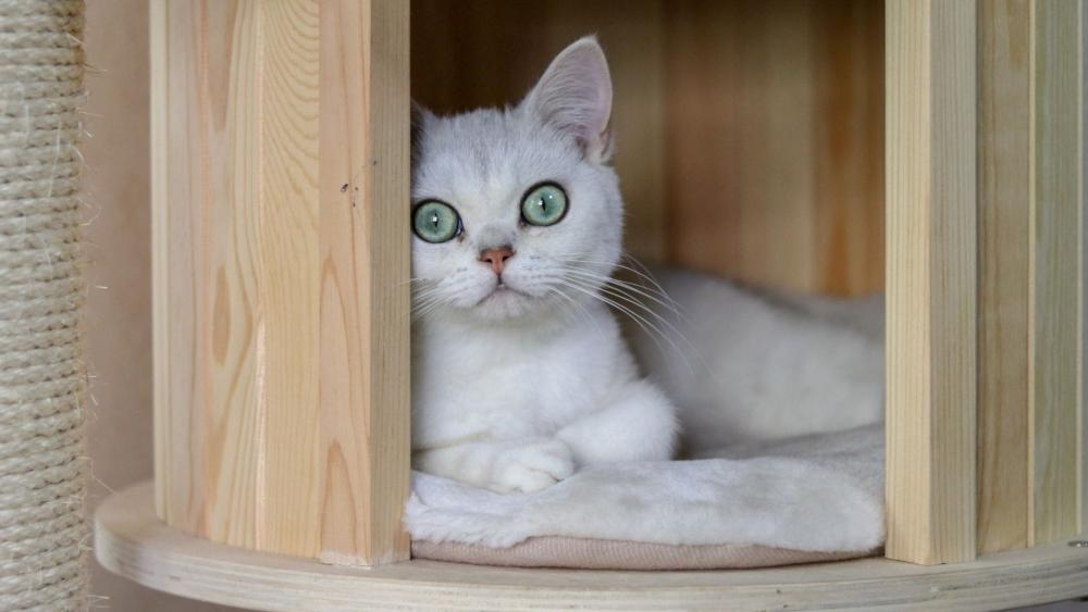 Gentle White Cat in a Cozy Wooden Hideaway wallpaper