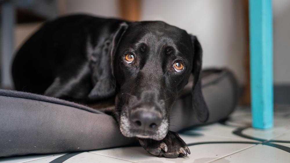 Gentle Black Dog Resting Close Up wallpaper