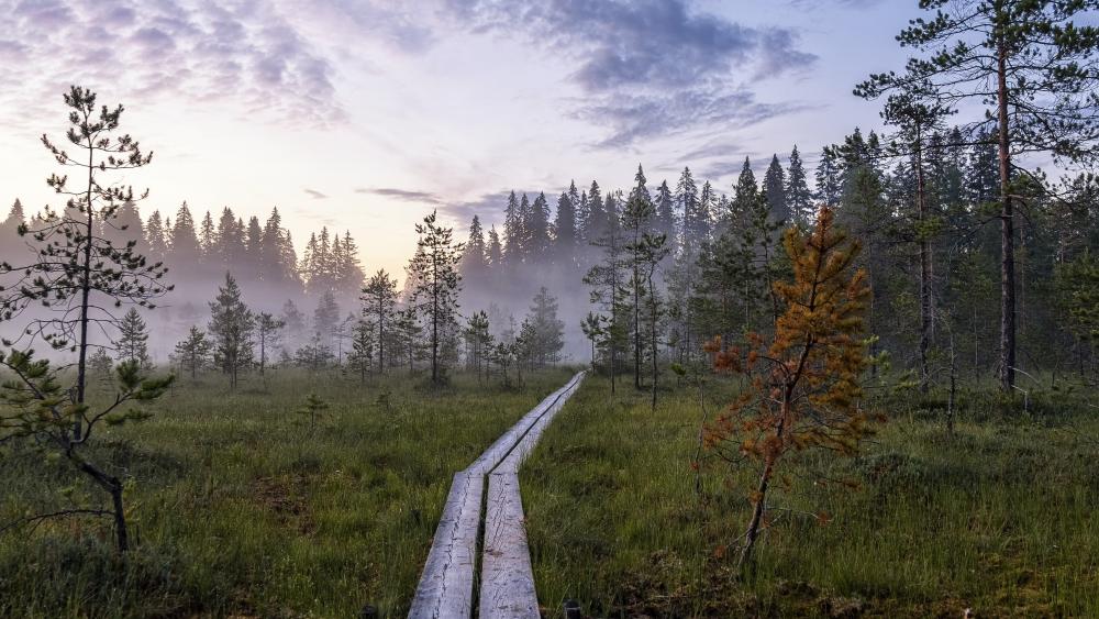 Misty Forest Boardwalk Dawn wallpaper