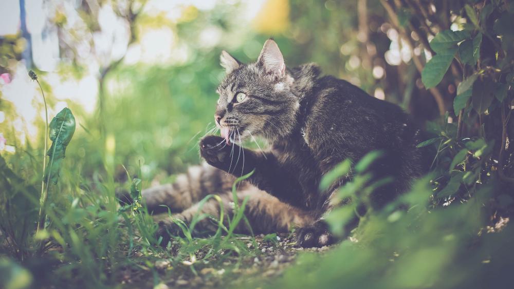 Serene Garden Cat Portrait wallpaper