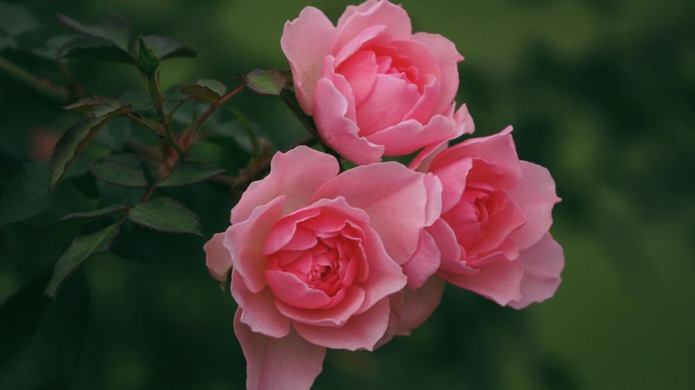 Soft Pink Roses in Bloom wallpaper