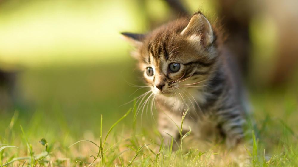Curious Kitten in Sunlit Grass wallpaper