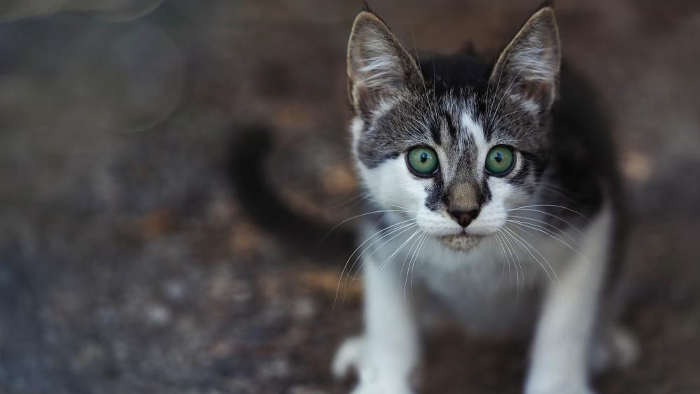 Curious Kitten with Bright Green Eyes wallpaper