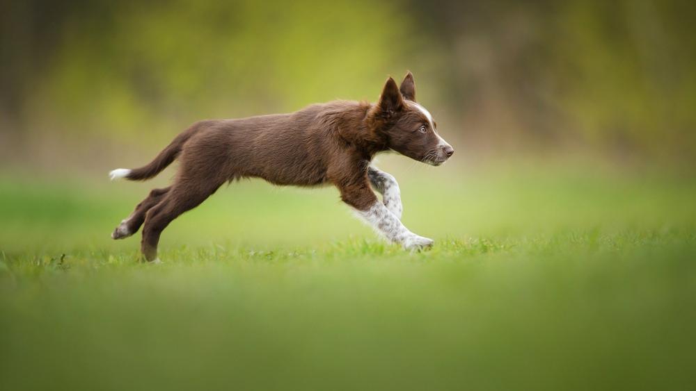 Playful Puppy Running Through Meadow wallpaper