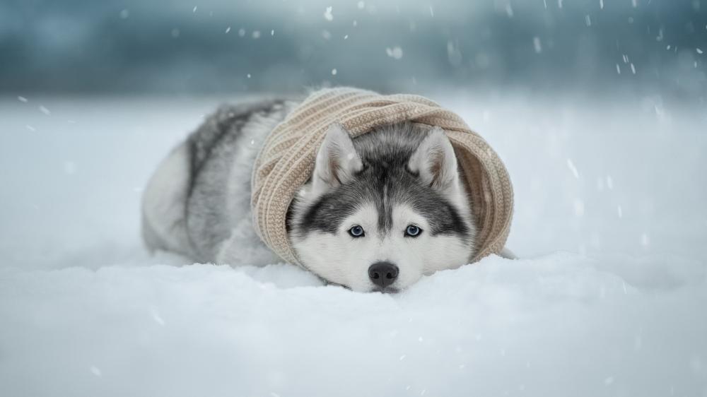 Winter Husky in Soft Snow wallpaper
