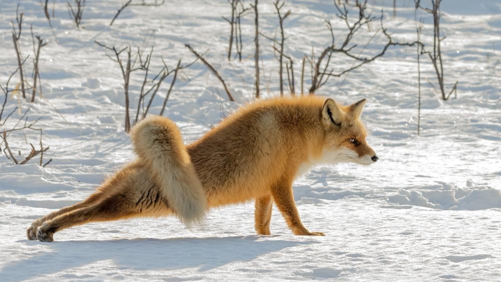 Winter Fox Stretching in Snowy Silence wallpaper