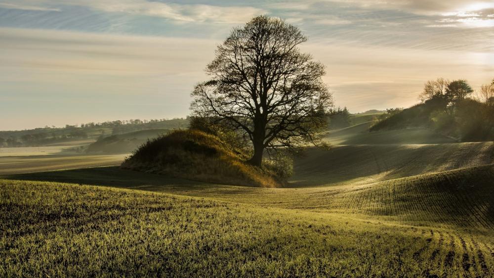 Solitary Tree Over Rolling Hills wallpaper