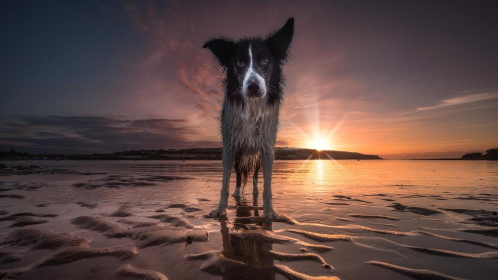 Sunset Watcher on the Shore wallpaper