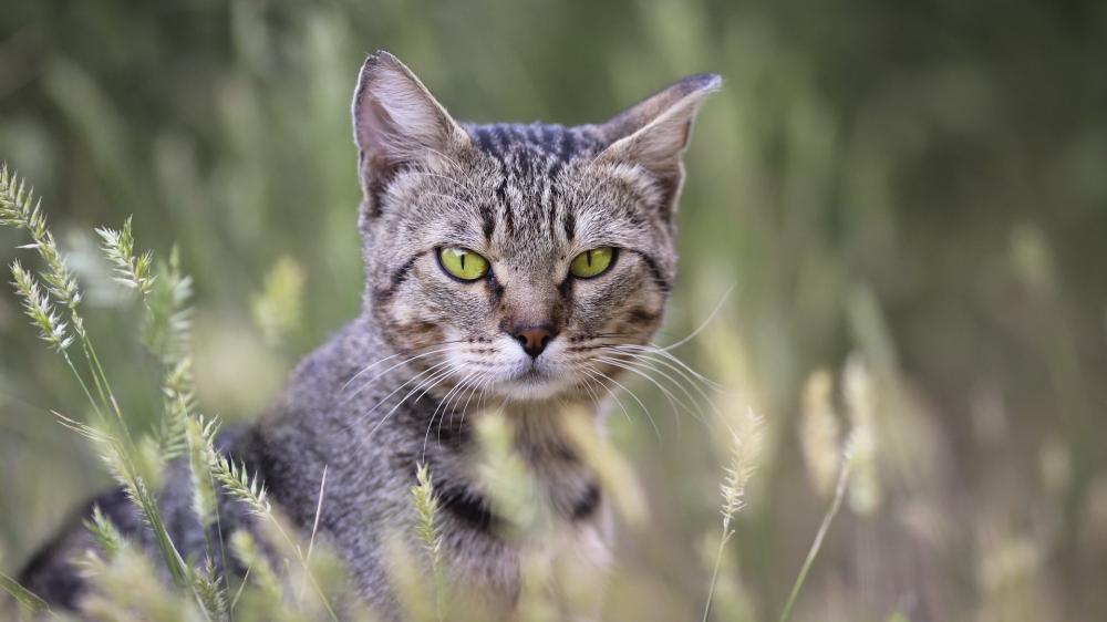 Steady Tabby in Meadow Glow wallpaper