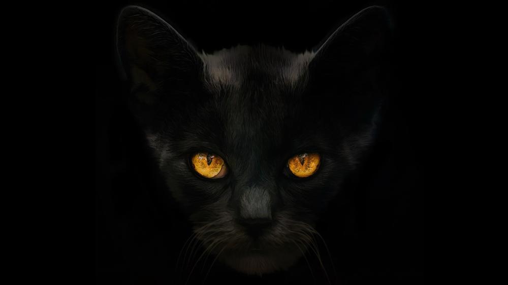 Midnight Black Cat Stare wallpaper