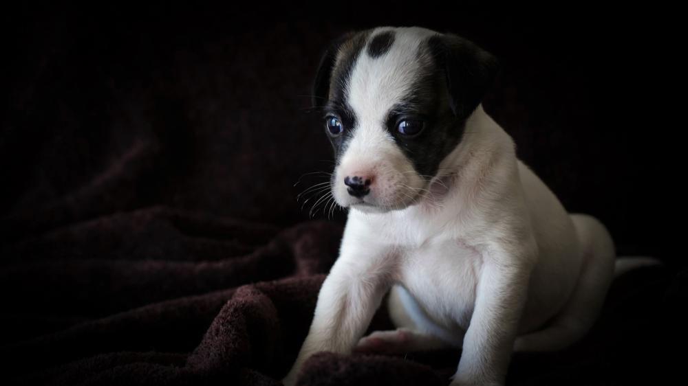 Adorable Jack Russell Puppy Portrait wallpaper