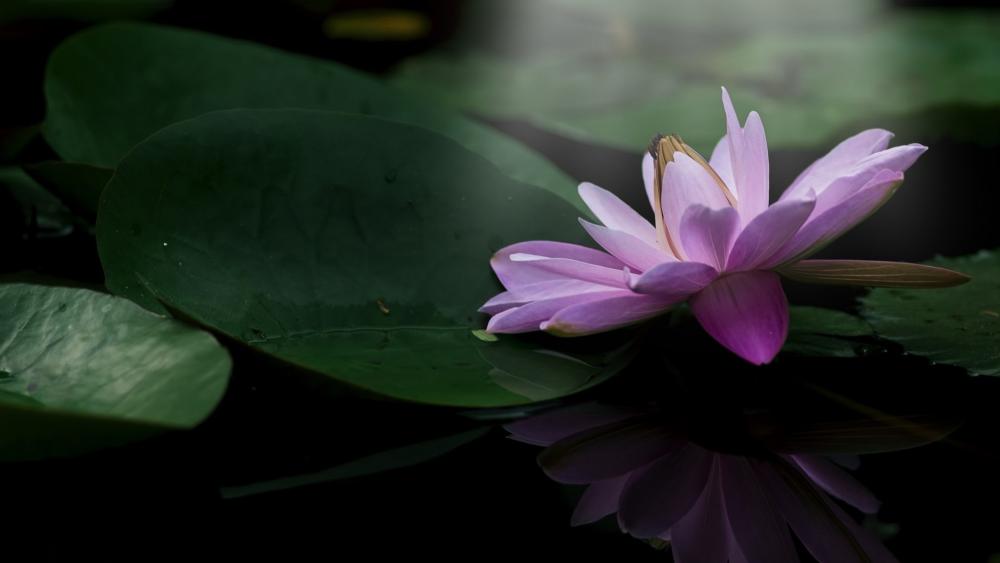 Serene Pink Lotus Bloom wallpaper