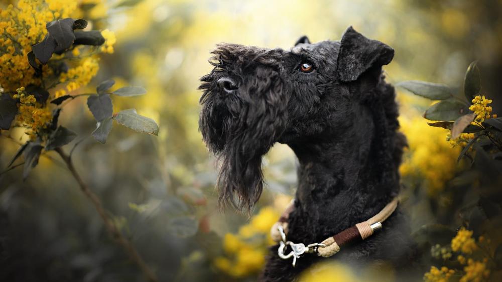 Elegant Black Schnauzer in Golden Flowers wallpaper