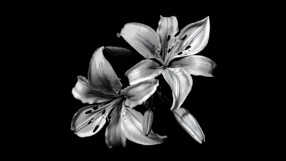 High-Contrast Lily Portrait 4K wallpaper