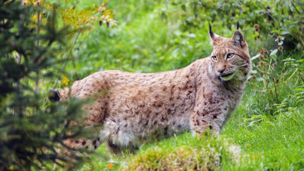 Wild Lynx in Green Forest wallpaper