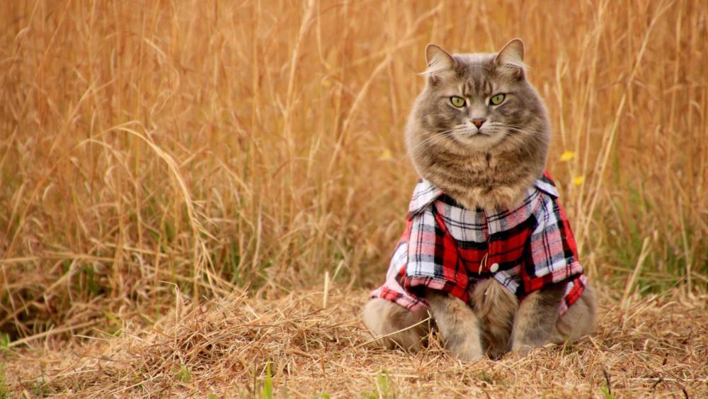 Fluffy Tabby in Plaid Jacket wallpaper