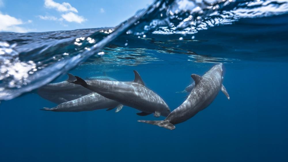 Playful Dolphins Beneath Blue Waves wallpaper
