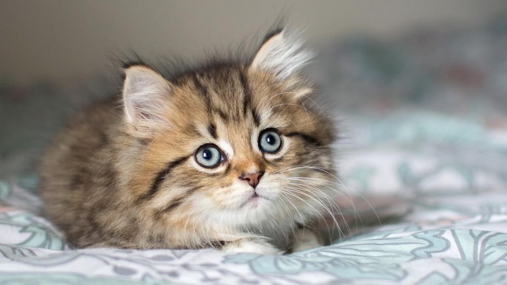 Fluffy Tabby Kitten Portrait wallpaper
