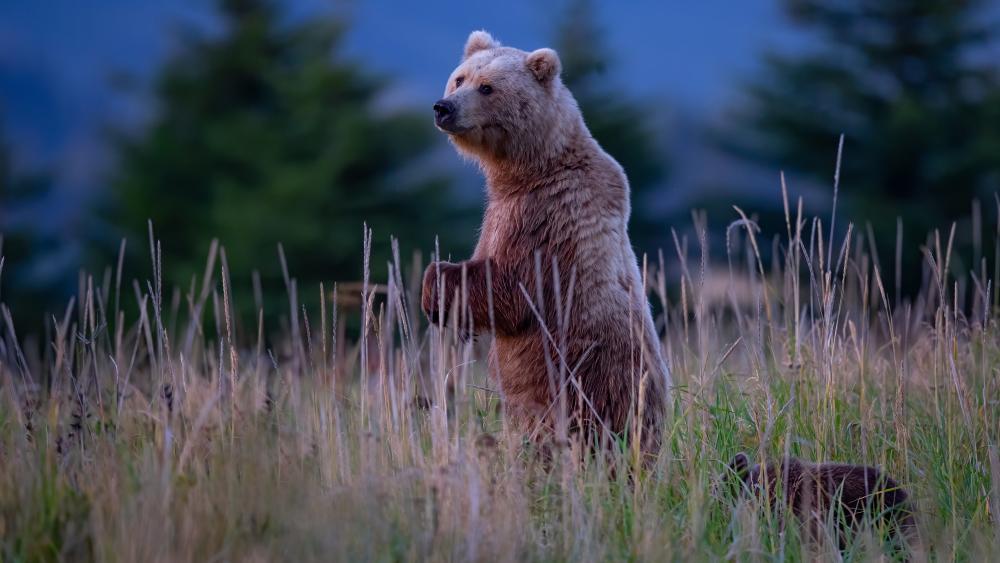 Majestic Bear in Serene Wilderness wallpaper