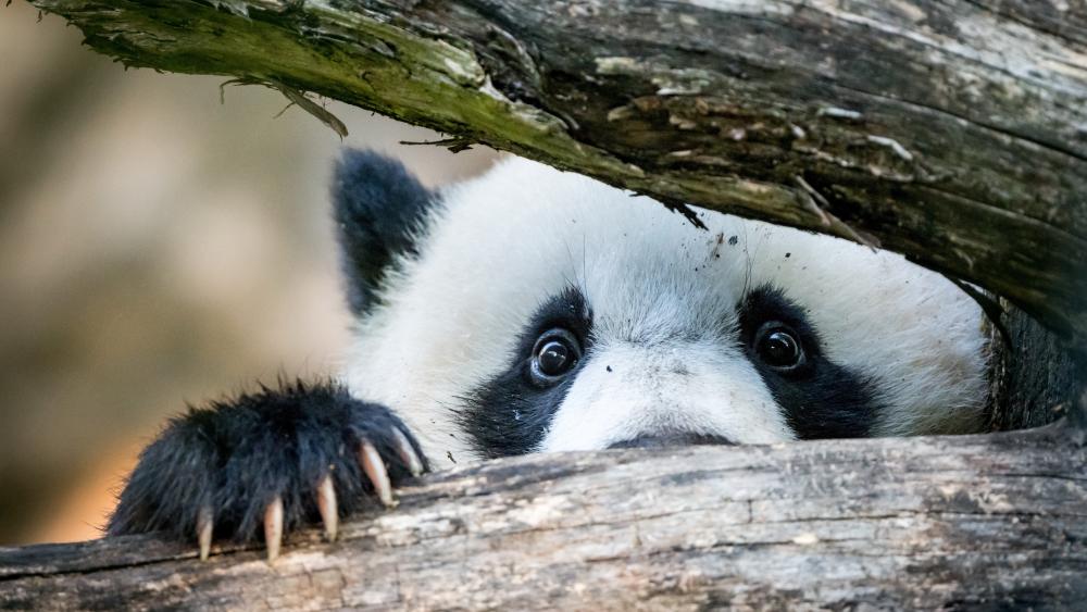 Peekaboo Panda in the Forest wallpaper