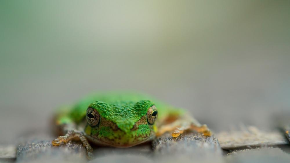 Tiny Green Frog in Soft Focus wallpaper