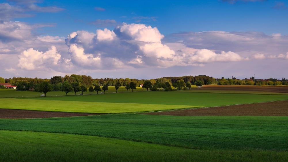 Rolling Green Fields Under Soft Clouds wallpaper