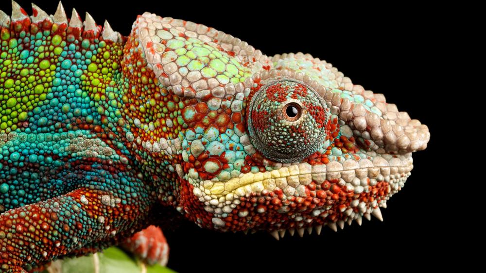 Vibrant Chameleon Close Up wallpaper