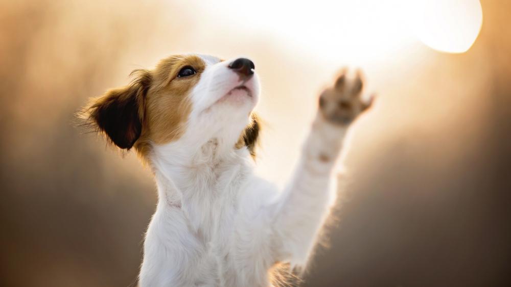 Playful Puppy Reaching for the Light wallpaper