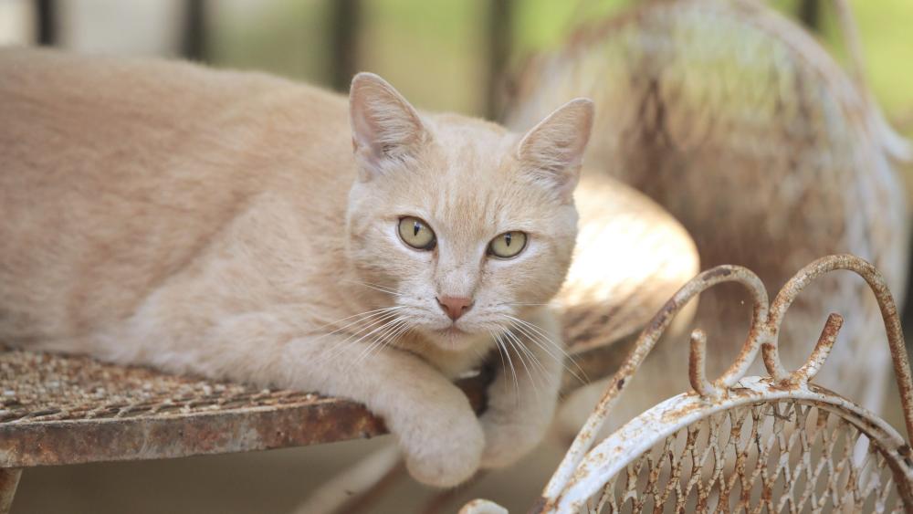 Gentle Cat in Sunlit Rest wallpaper