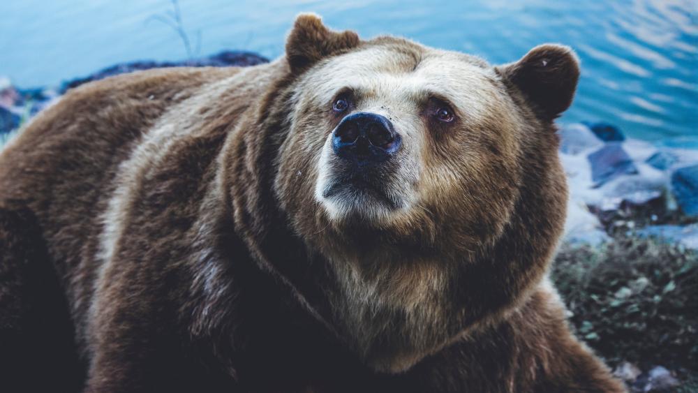 Majestic Bear Close Up wallpaper