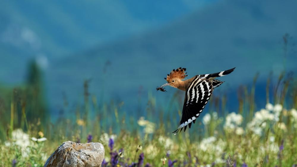 Graceful Hoopoe Over Wildflower Meadow wallpaper