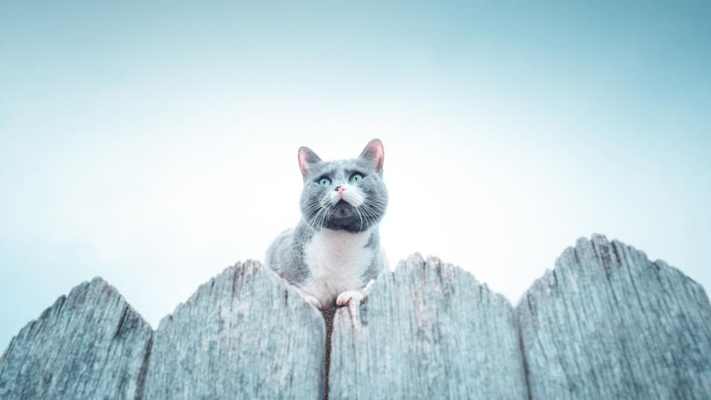 Curious Cat Above the Fence wallpaper