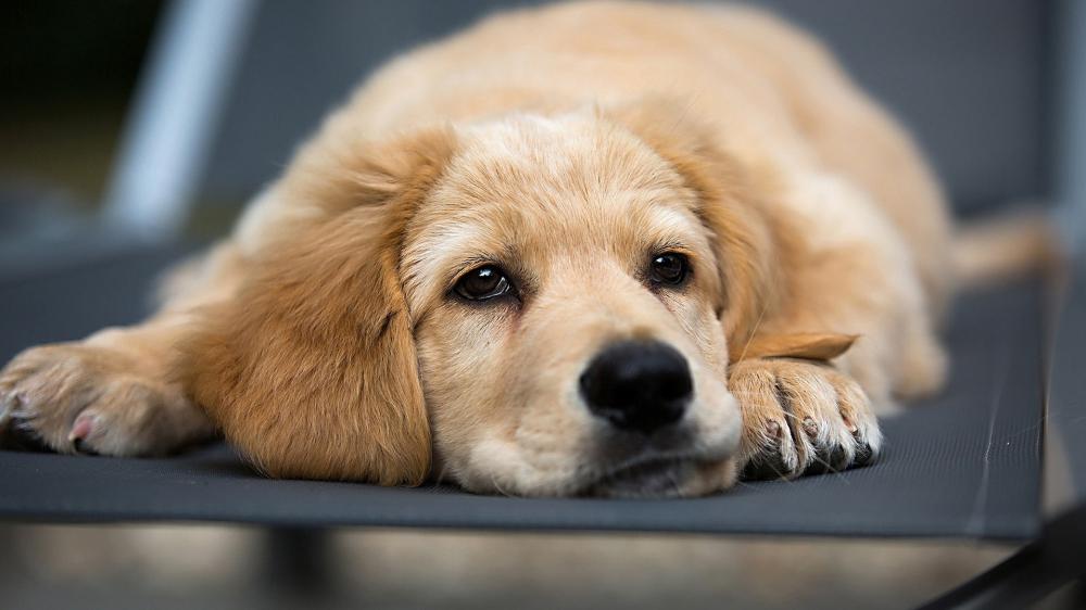 Gentle Golden Retriever Puppy wallpaper