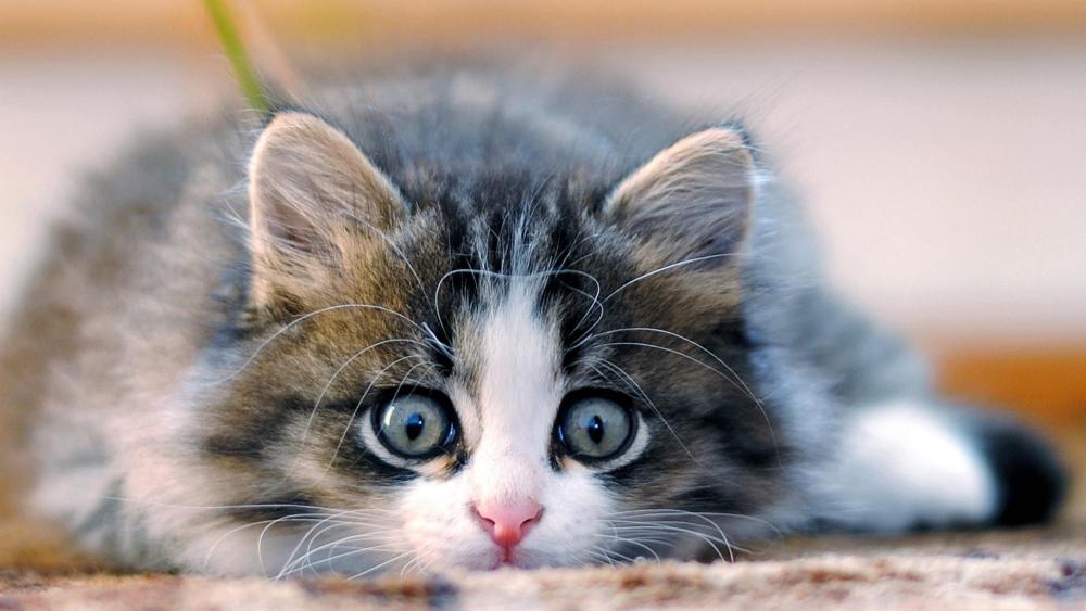 Blue Eyed Kitten Portrait wallpaper