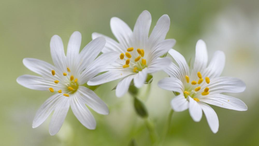 Delicate White Blossoms in Soft Spring Light wallpaper