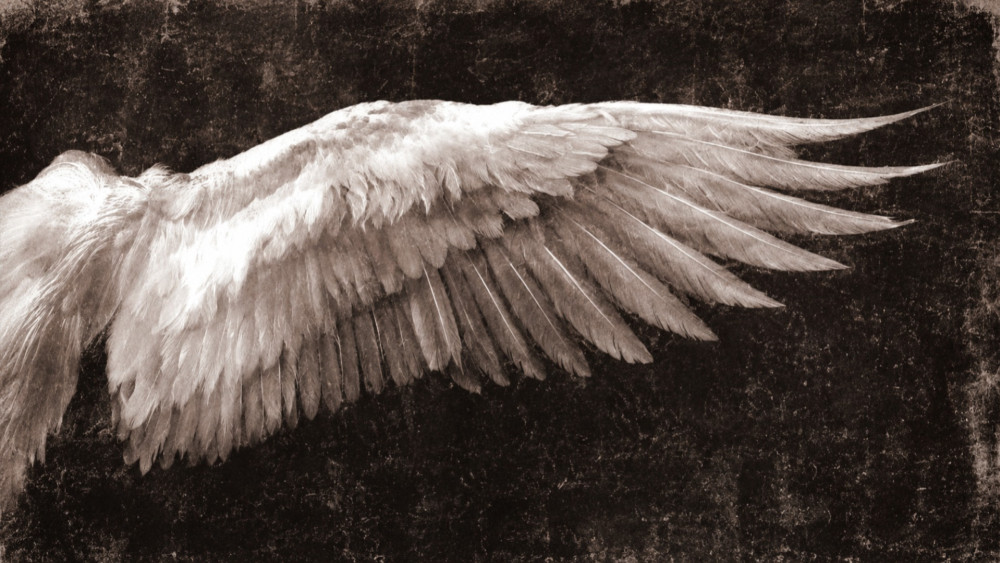 White Wing of Serenity wallpaper