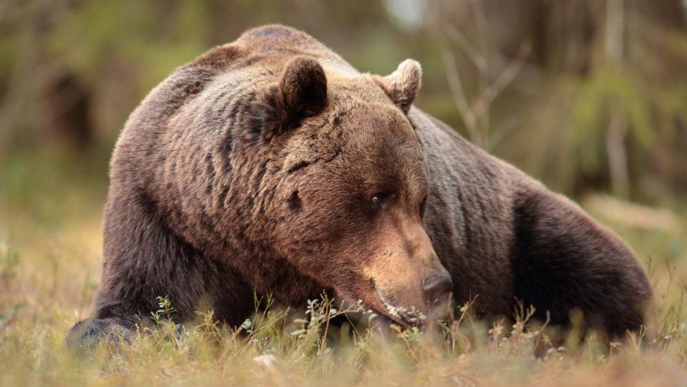 Majestic Brown Bear Resting in Wild Meadow wallpaper