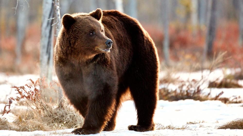 Majestic Brown Bear in Winter Forest wallpaper