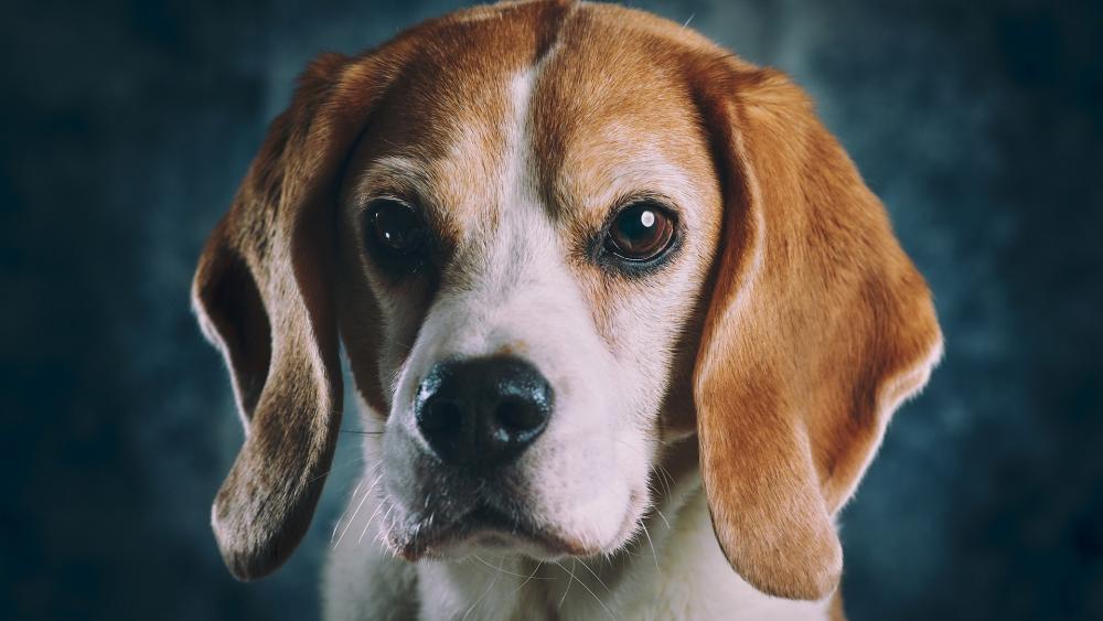 Gentle Beagle Portrait wallpaper