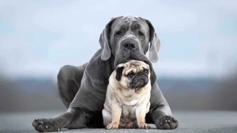 Gentle Giants and a Tiny Pug Companion wallpaper
