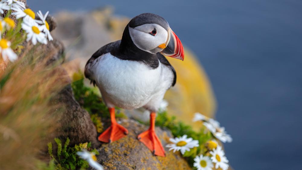 Puffin on Seaside Cliff wallpaper