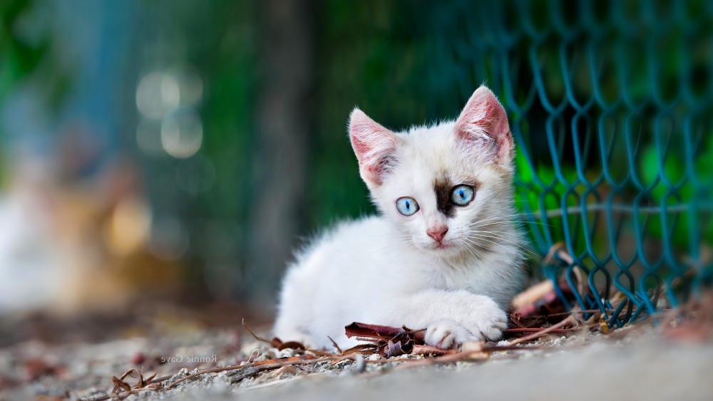Blue Eyed White Kitten Portrait wallpaper
