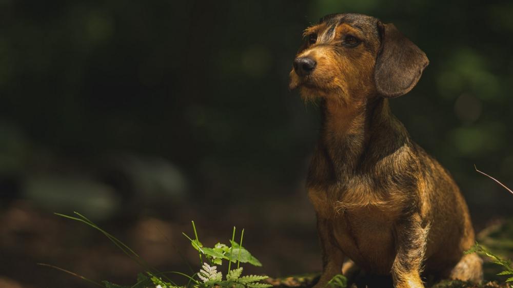 Wire Haired Dachshund in Woodland Light wallpaper