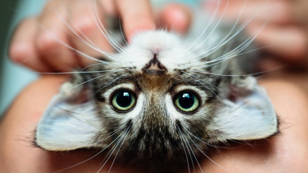 Playful Tabby Kitten Up Close wallpaper