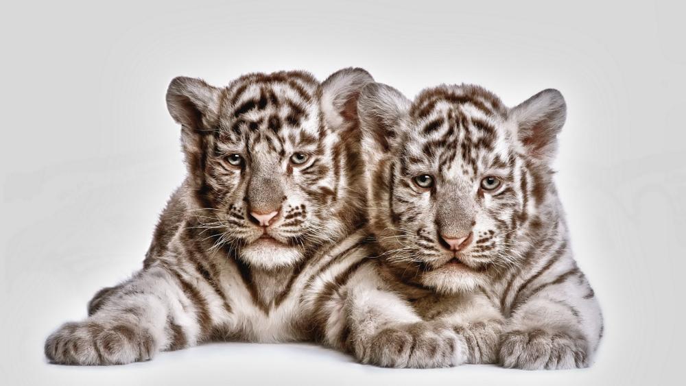 Adorable White Tiger Cubs Resting Together wallpaper