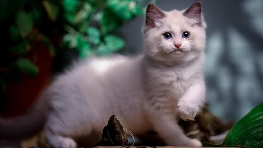 Fluffy White Kitten Portrait wallpaper